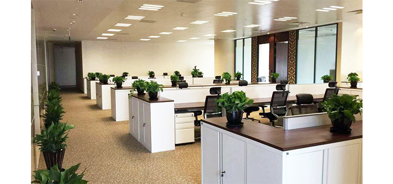公司办公室为什么要放置盆栽贵阳绿植